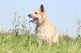 BOUVIER DES ARDENNES 113